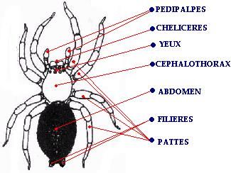 anatomie externe d'une araignée