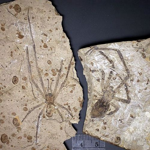 Fossile de couple de Mongolarachne
